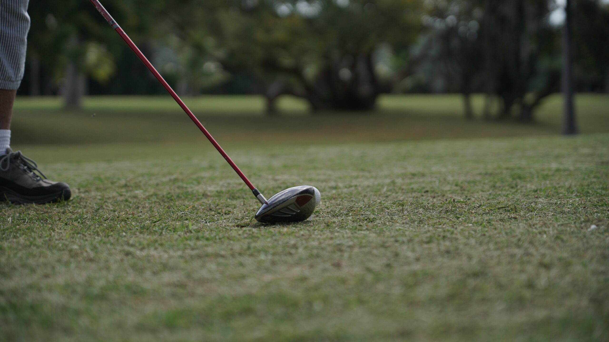 A golfer with a driver at the ball on the fairway